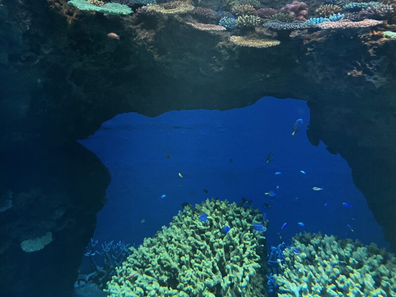 末広町教室海遊館06