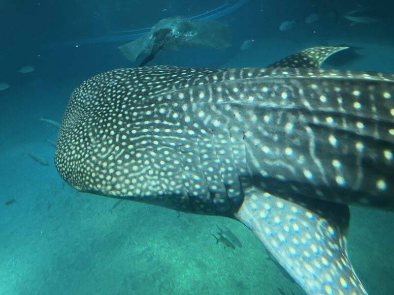 末広町教室海遊館08