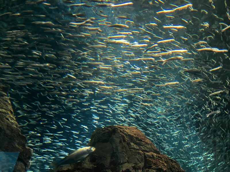 末広町教室海遊館09